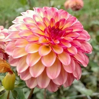 Dahlia 'Foxy Lady' Dahlia, Beautiful flowers, Planting bulbs