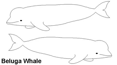 Beluga Whale clipart basic - Pencil and in color beluga whal