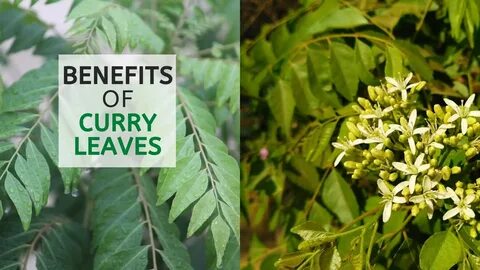 Sale eating curry leaves in the morning in stock