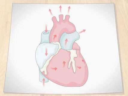 How to Draw a Human Heart: 11 Steps (with Pictures) - wikiHo