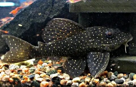 Пин на доске Freshwater Pleco Wants