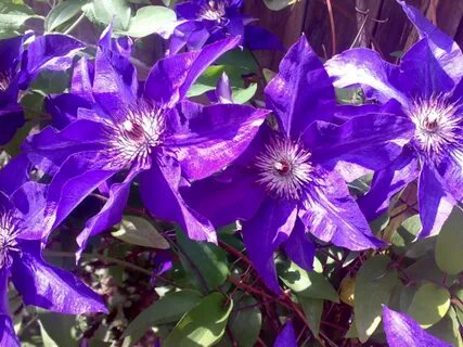Клематисы весной: 5 шагов к восхитительному цветению