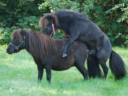 Responsible breeding of Falabella horses Falabella
