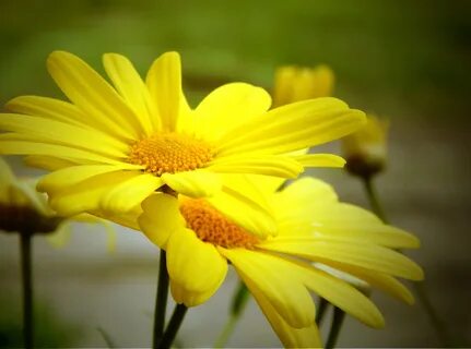 Bright yellow daisies close-up free image download