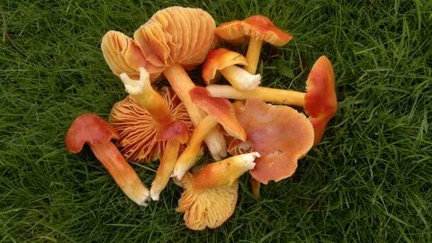 Mushrooms and Toadstools: what’s the difference? - Galloway 