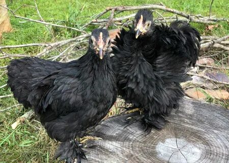 Why Isn't My Frizzle Chick Frizzled? Meyer Hatchery Blog