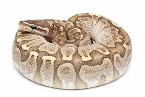 Bamboo Ball python morphs, Ball python, Python