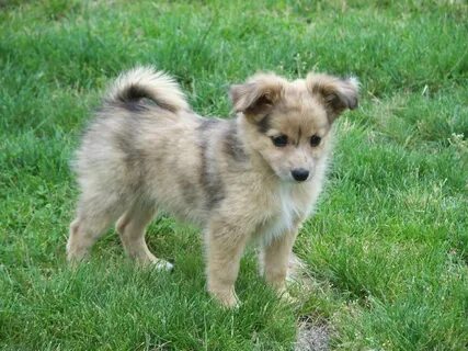 Mini Australian Shepard - Pom mix. Ahhh Australian shepherd 