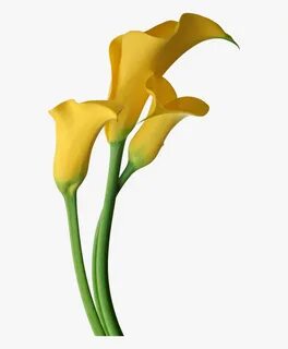 Yellow Transparent Calla Lilies Flowers Clipart - Yellow Cal