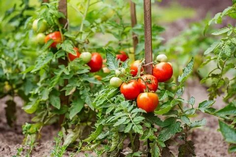 Уникальная подкормка для созревания томатов! Tomato garden, 