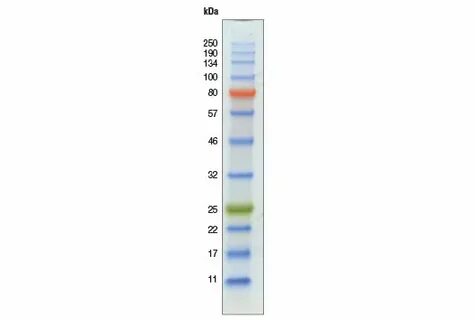 Color-coded Prestained Protein Marker, Broad Range (11-250 k