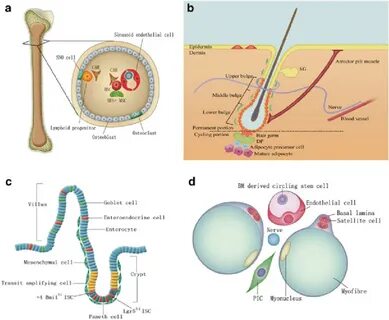 2 The anatomy of mammalian stem cell niches ( a ) Hematopoie