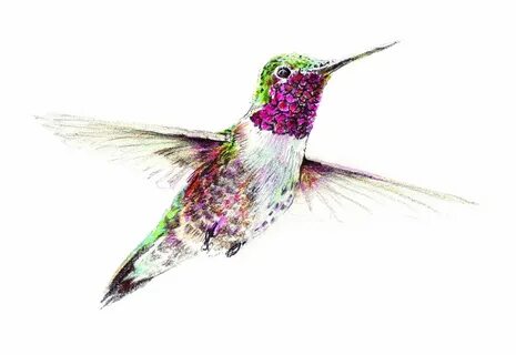 Looking to attract hummingbirds to your garden? Try planting