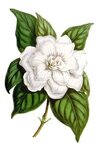 Jasmine Flower Drawing at PaintingValley.com Explore collect