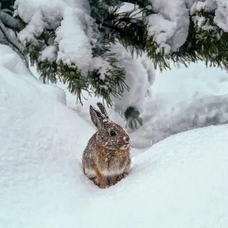Snow Bunny Photograph by Maria Coulson Fine Art America