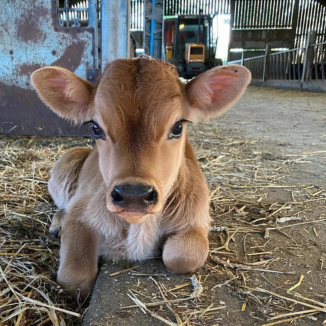 Instagram'da COWS: "@jerseycowgirl little boy 👦 Another day anot...