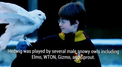 70 Harry Potter Facts That Will Make You Love The Films Even