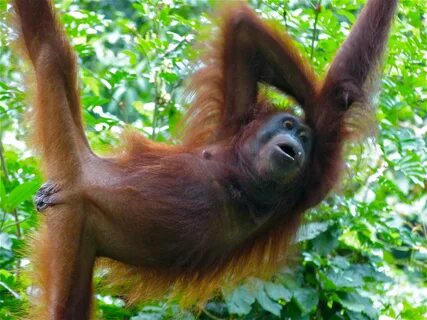 File:Orang Utan (Pongo pygmaeus) female (8066236689).jpg - W