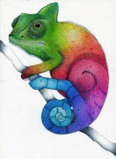 Drawn chameleon reptile - Pencil and in color drawn chameleo
