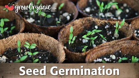 Will Soaking Seeds In Seasol Help Or Improve Germination And