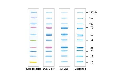 Protein Electrophoresis Size Standards Life Science Educatio
