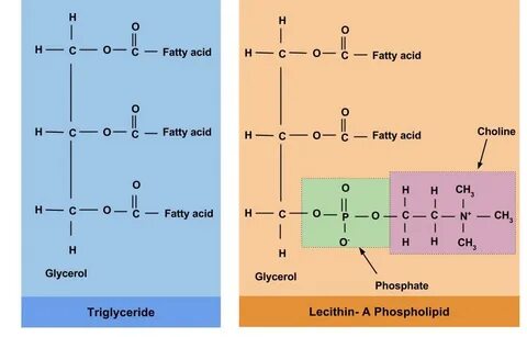 What Makes Up A Triglyceride Molecule