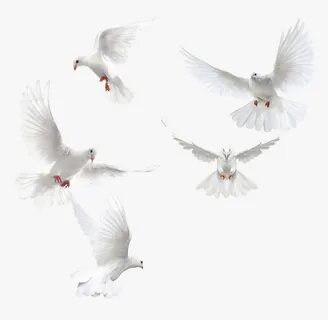 White Doves Png, Transparent Png - kindpng