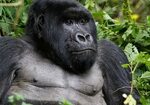 Ebola has now killed a third of the world’s gorilla and chim
