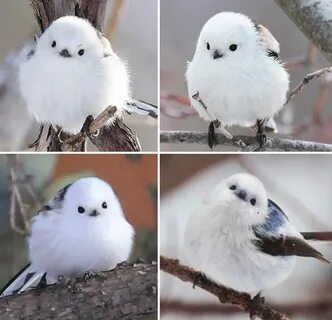 This Is The Korean Crow-Tit - The World's Cutest Bird!