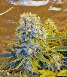 Отзывы о сорте Killer Kush Auto fem (Sweet Seeds) - Семяныч