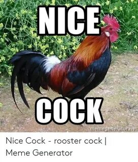 NICE COCK Memegeneratonnet Nice Cock - Rooster Cock Meme Gen