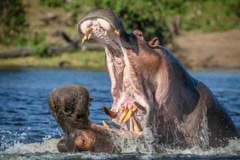 Hippo Vs Bear Related Keywords & Suggestions - Hippo Vs Bear