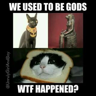 Cats gods meme egyptian Cats, Animals, Memes