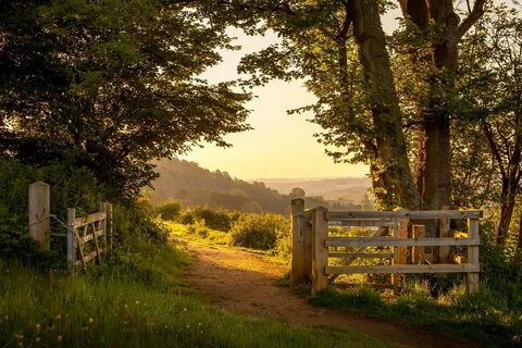 Green leafed tree, nature, landscape, England, summer HD wal