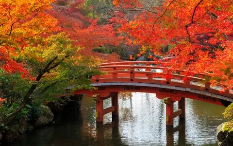 Обои осень в Японии, Япония, осень, сезон, дерево - картинка