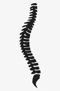 Spine clipart back bone, Spine back bone Transparent FREE fo