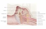 11+ Ear Anatomy Innervation : Https Juniperpublishers Com Gj