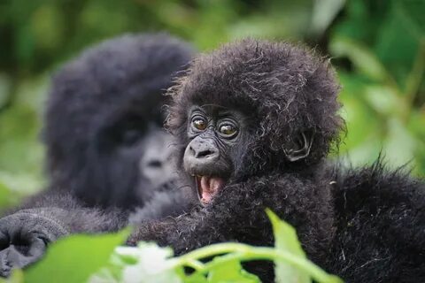 Gorillas In Rwanda Related Keywords & Suggestions - Gorillas