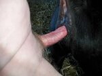 Animal Porn and Beastiality Image Board - Post 40444: anus b