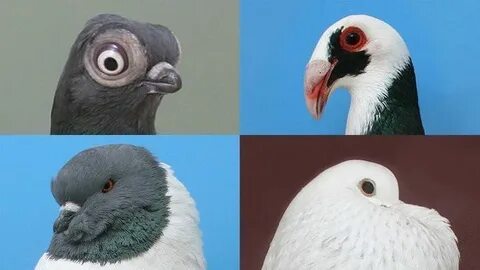 Various fancy pigeon breeds - Album on Imgur