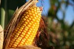 Mexico to Phase-Out GMO Corn and Glyphosate