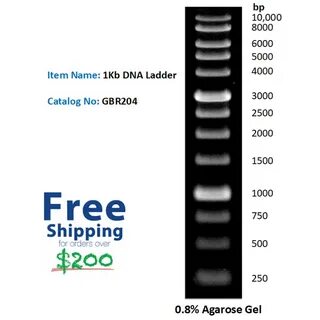 Trackit 1 Kb Plus Dna Ladder / TrackIt 50 bp DNA Ladder - Th