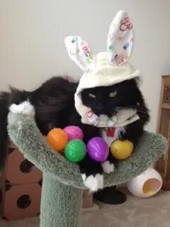 Pin by Linda Rodriguez on For The ❤ Of Tuxedo Cats! Easter p
