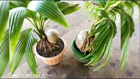 Twin Coconut Tree Bonsai Episode 03 - YouTube