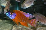 German Red Peacock Cichlid Fry 1 inch - for Sale African cic