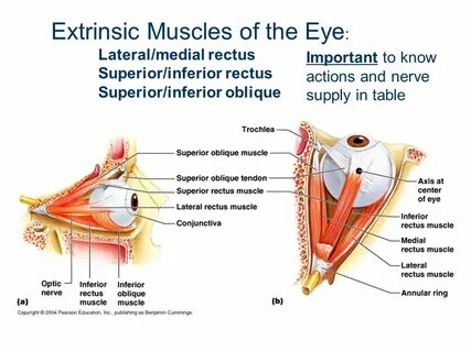 Eye Exercise ppt video online download