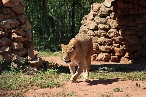 File:Lioness at the zoo of Rabat, Morocco.jpg - Wikimedia Co