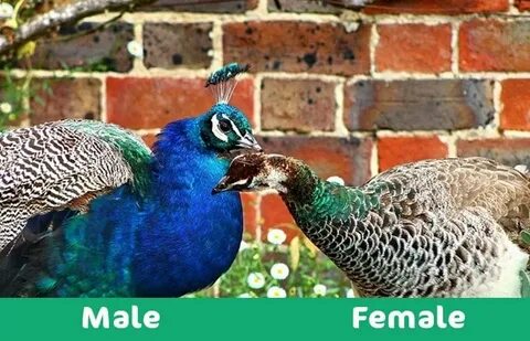 What Is A Baby Peacock Called - Captions Entry