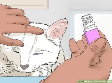 How to Calm a Cat in Heat: 11 Steps (with Pictures) - wikiHo