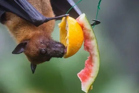 280 Bat Eating Fruit Photos - Free & Royalty-Free Stock Phot